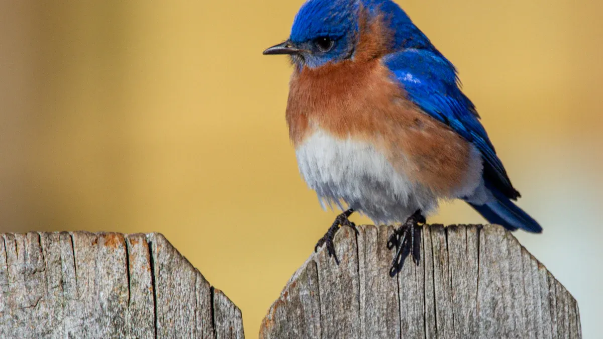 Top Tips for Using Dried Mealworms to Attract Bluebirds