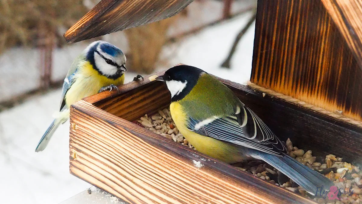 Benefits of Dried Mealworms for Birds