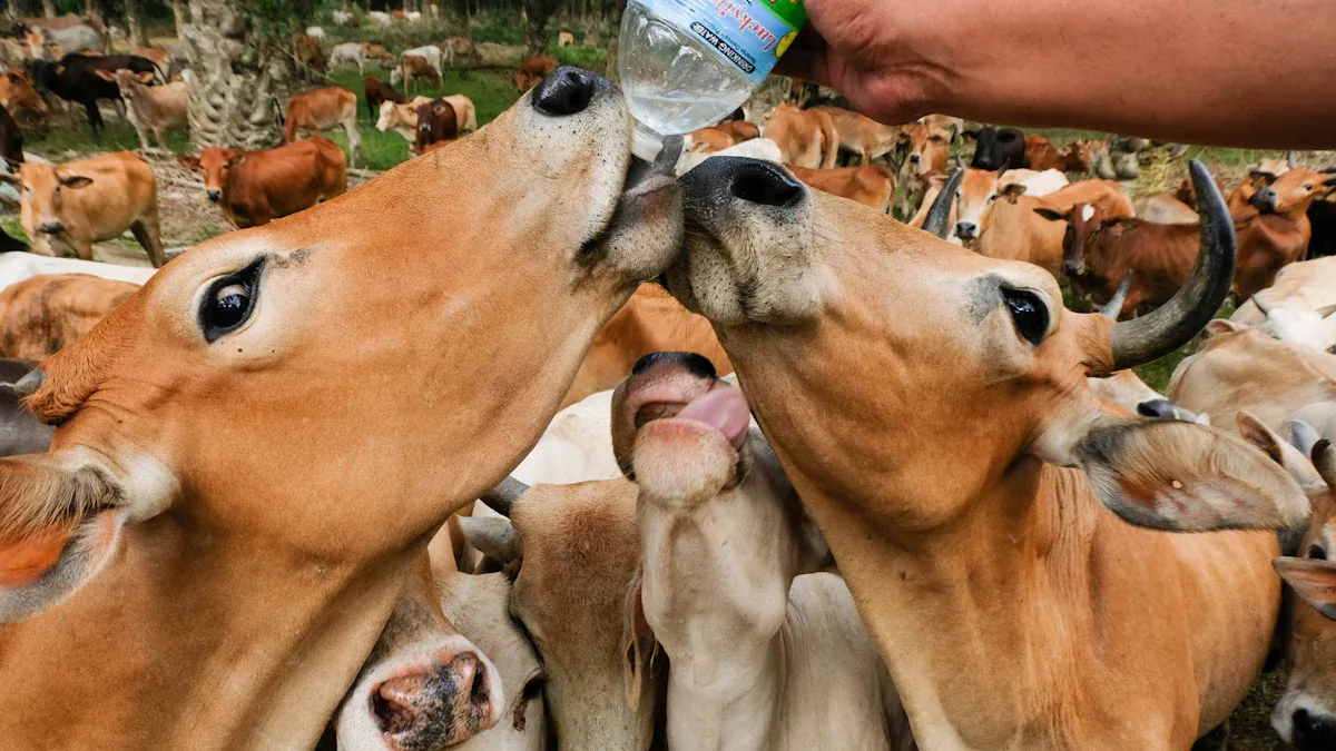How to Reduce Water Waste in Cattle Farms with Efficient Drinkers