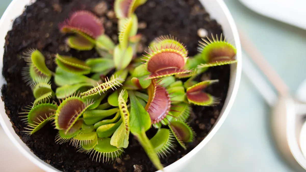 Feeding Venus Fly Traps with Mealworms