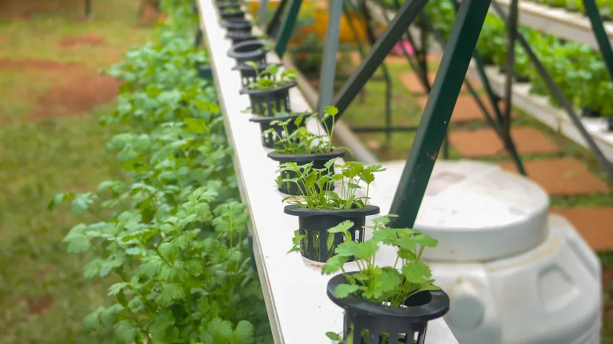 How Do Hydroponic Systems Work? Principles, Components & Setup