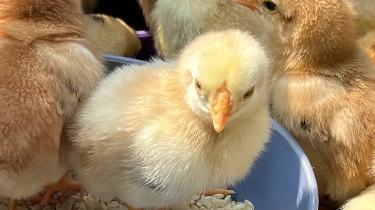 Effects of Dried Mealworms on Chicken Growth