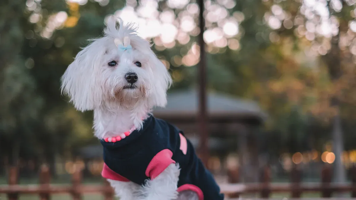 Emerging Dog Apparel Wholesale Trends for Global Distributors in 2025