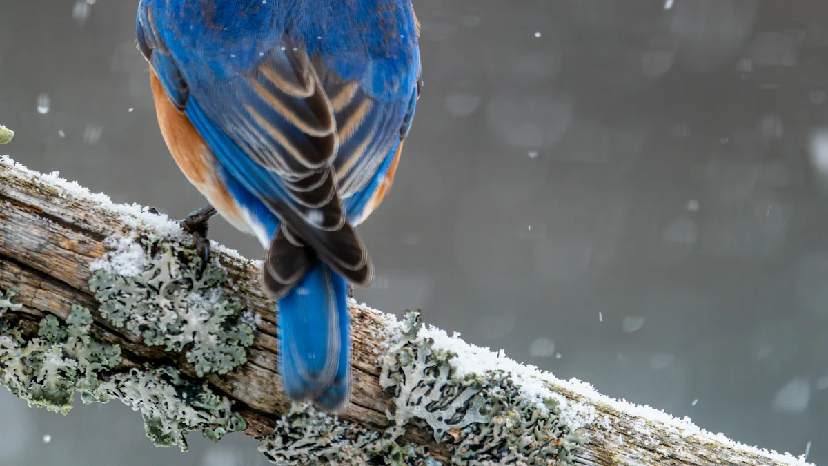 Practical Tips for Feeding Dried Mealworms to Birds