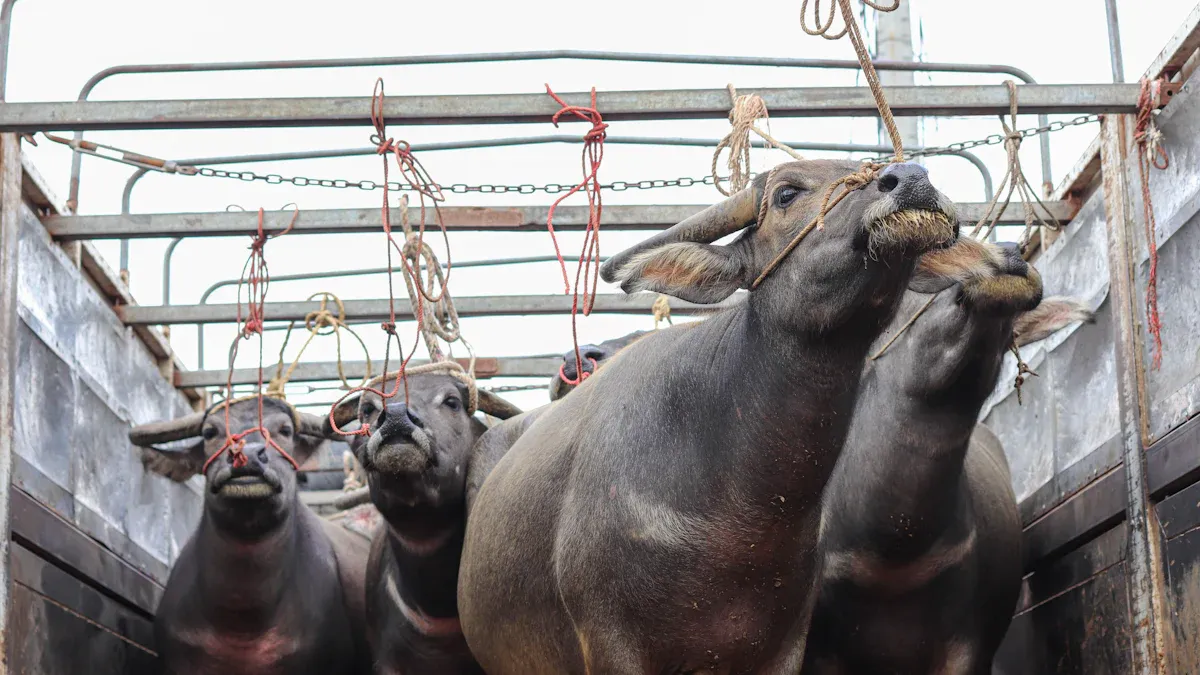 Benefits of ISO 11784/11785 Certification for Cattle Exports