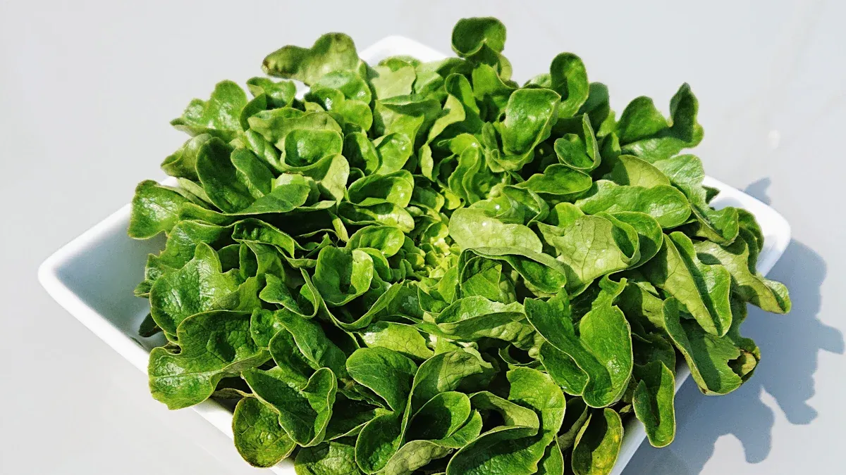Tipps, um Salat nach dem Waschen frisch zu halten - Miilkiia