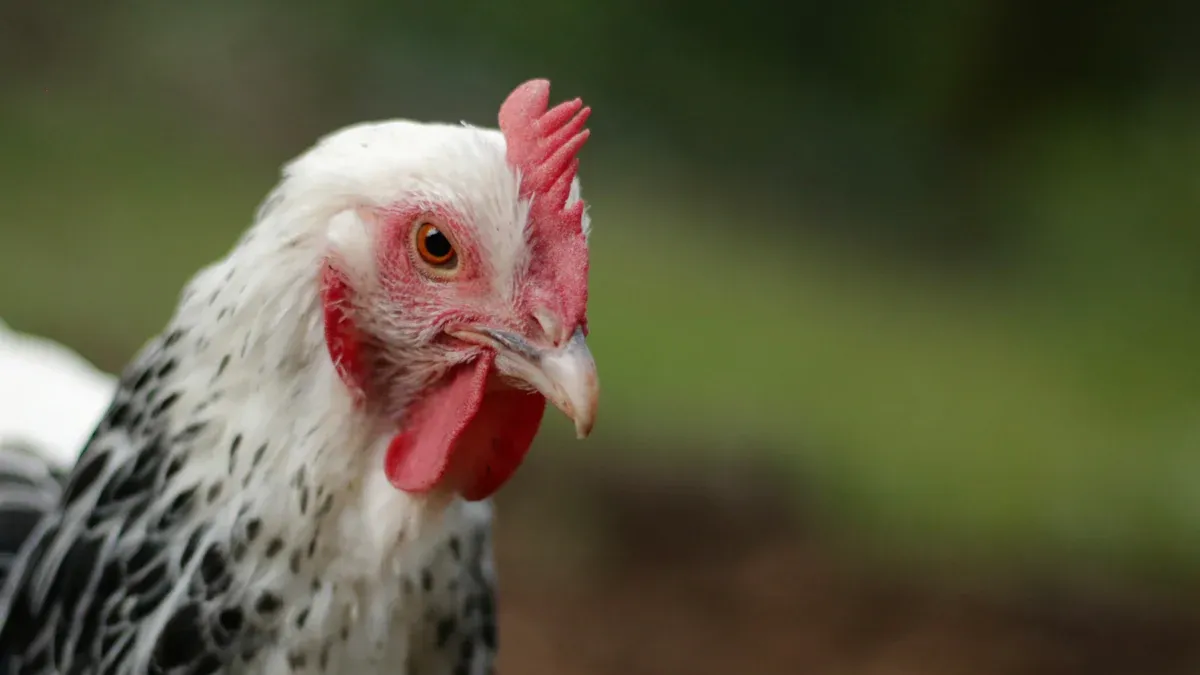 Mealworms Chicken Feed: Enrichment and Safe Feeding