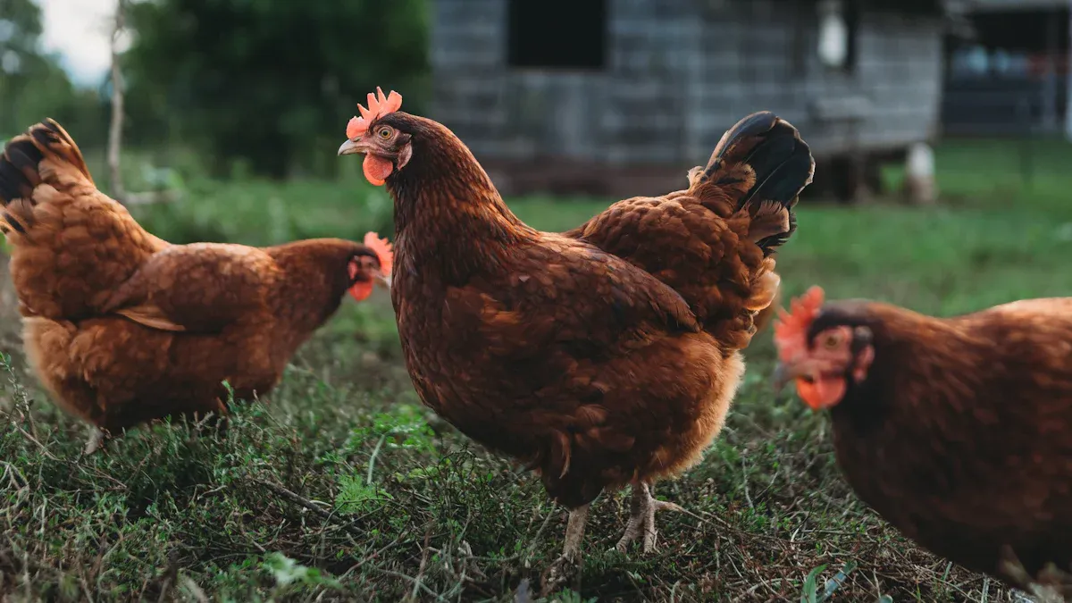 Why Feeding Chickens Worms is Beneficial