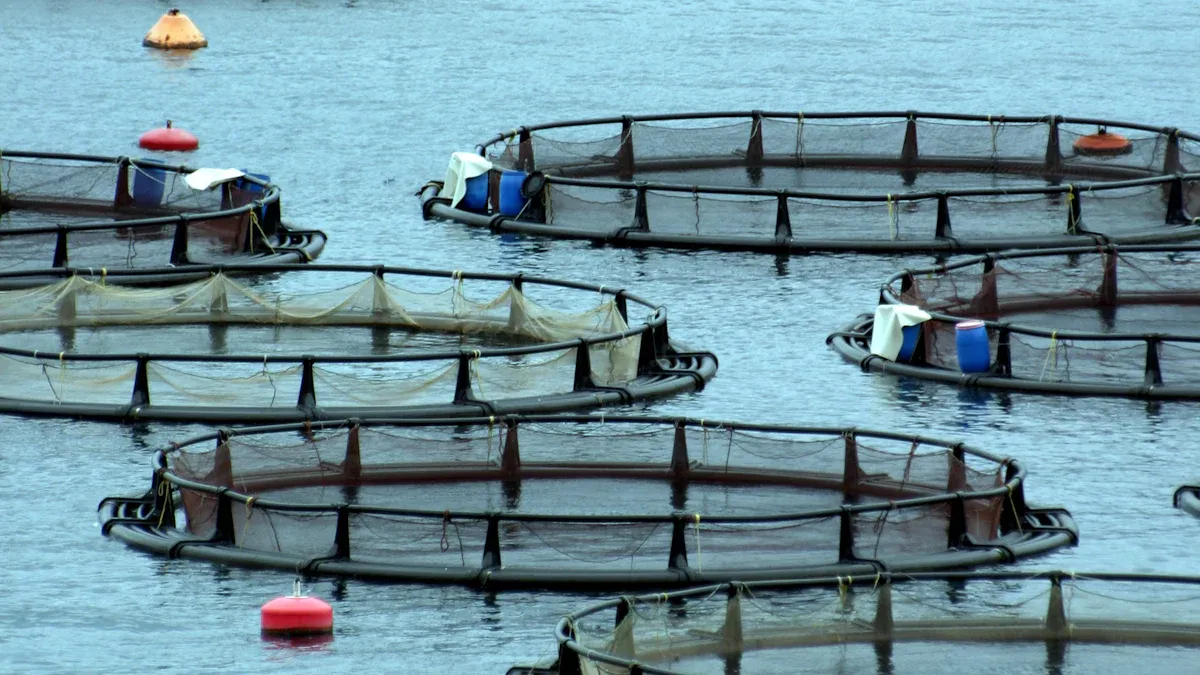 Nutritional Benefits of Dried Mealworms for Aquaculture