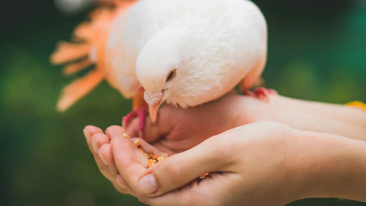 Serving Dried Mealworms to Birds