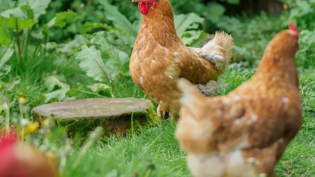 Mealworms Protein for Sustainable Poultry Farming 2025