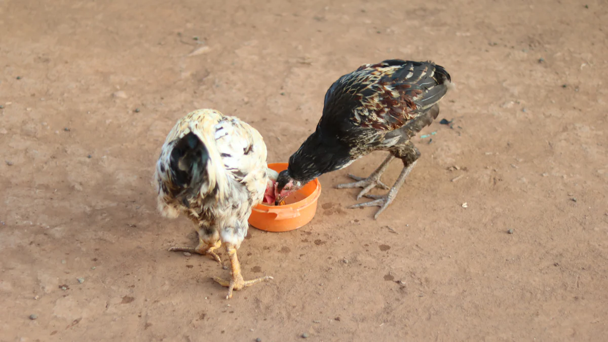 Feeding Mealworms to Chickens Responsibly