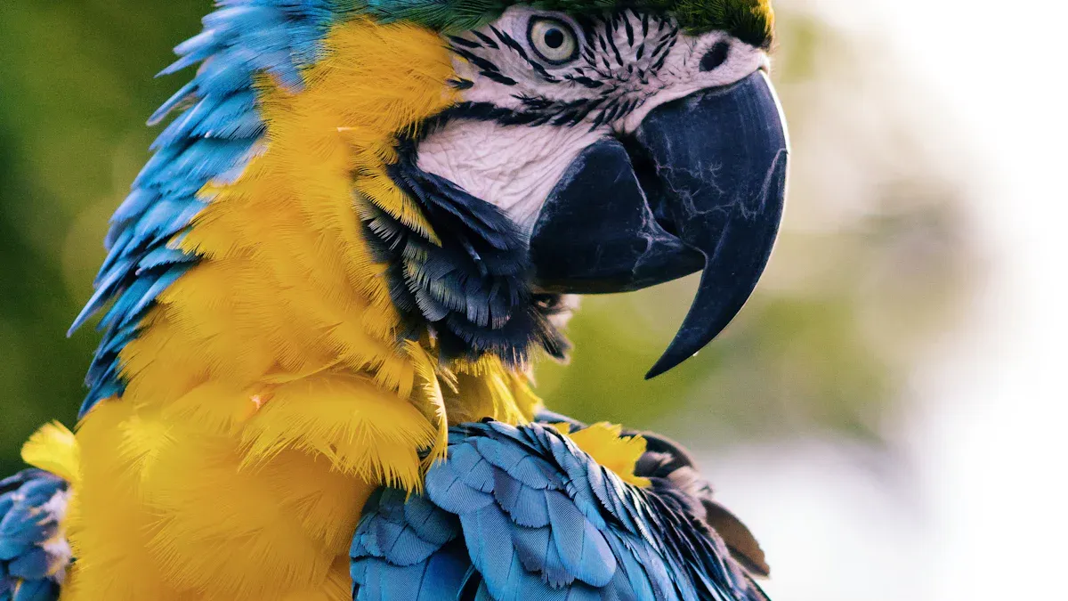 Mealworms for Parrots: Benefits and Safety