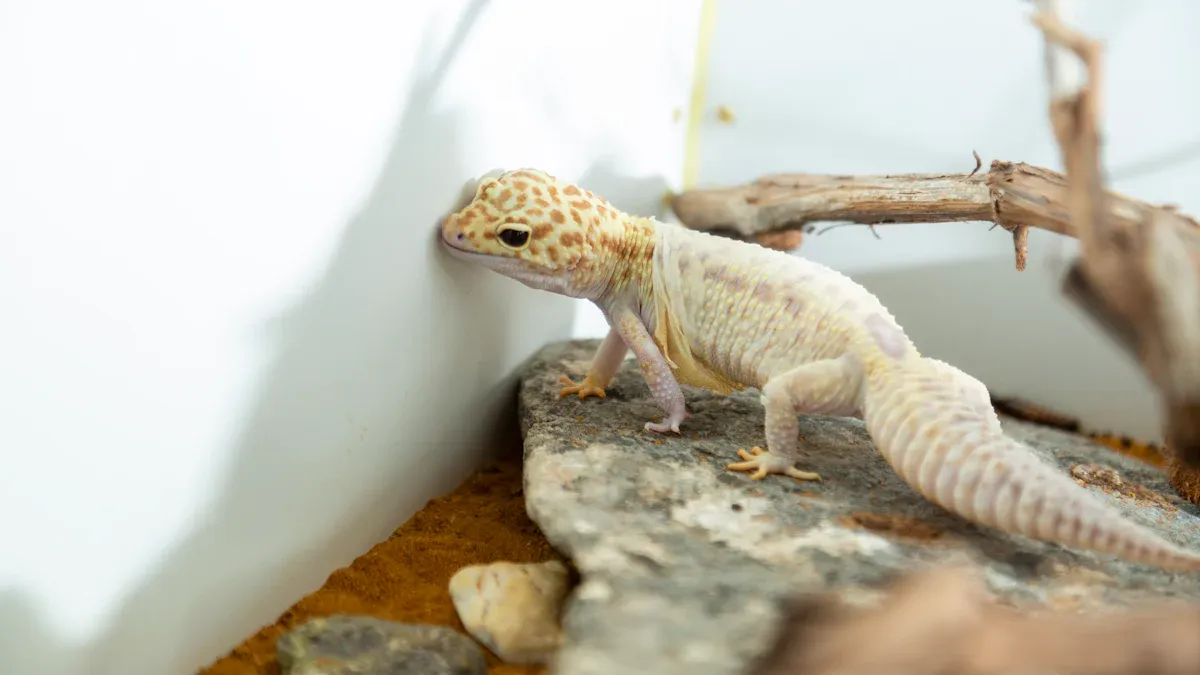 Feeding Mealworms to Bearded Dragons