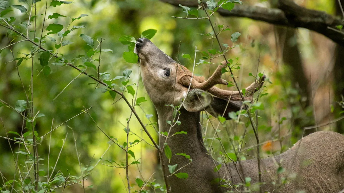 6V vs 12V hunting game feeder kits: What you need to know in 2025