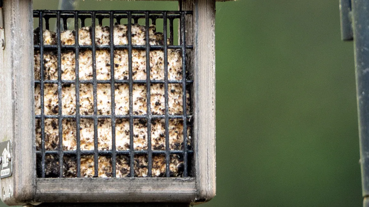 Mealworms for Parrots: Nutritional Value