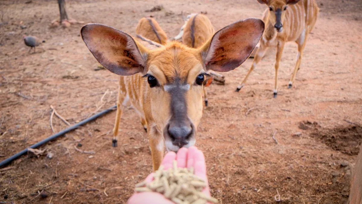 Best Use Cases for Hunting Game Feeder Kits