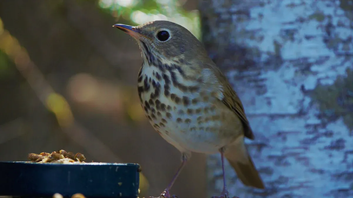 What Makes Mealworms a Must-Have for Bird Lovers