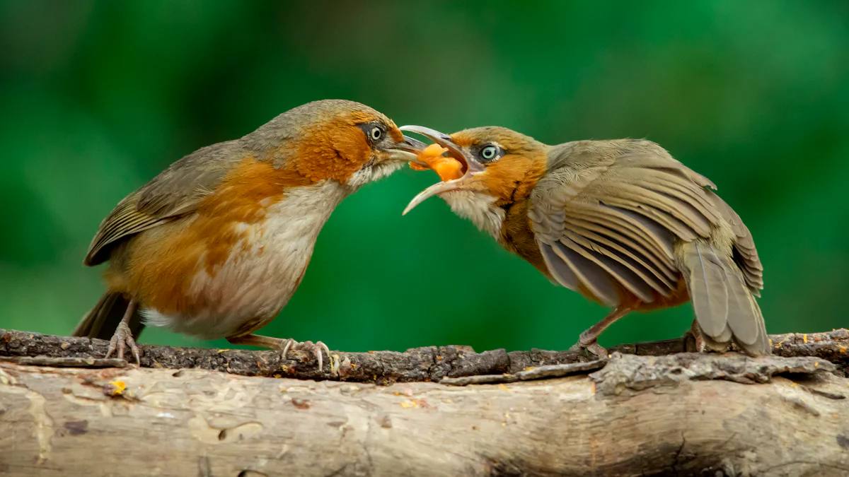 How to Use Dried Mealworms to Attract Stunning Birds to Your Backyard