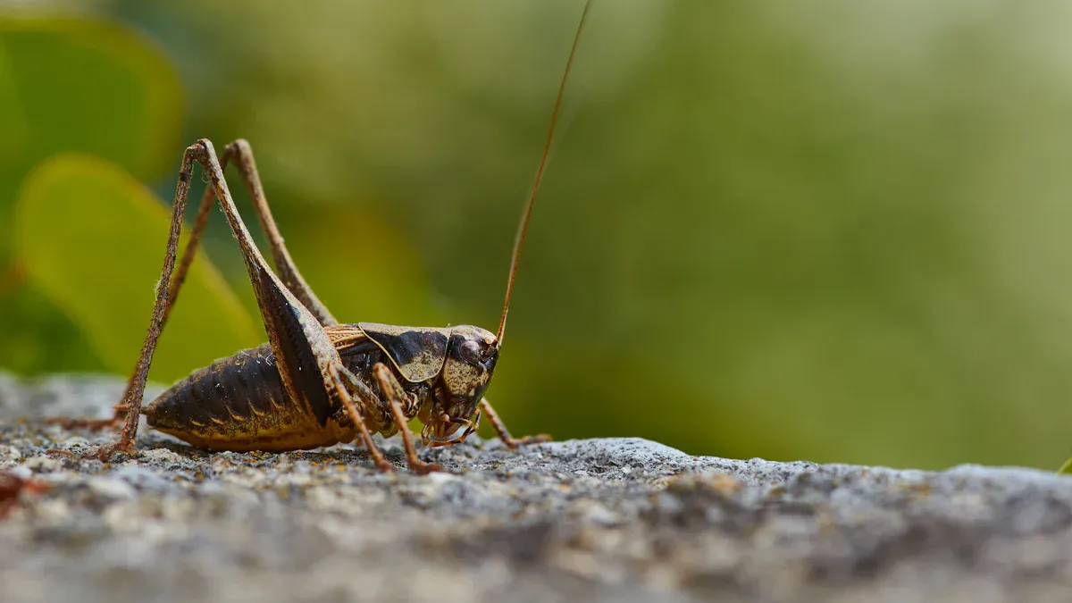 Can dried crickets boost your pet's health?