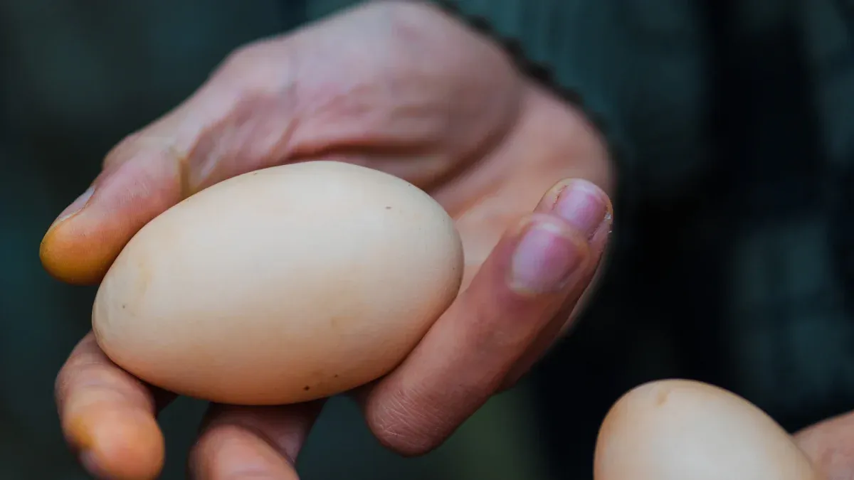 Feeding Mealworms to Chickens for Stronger Eggshells