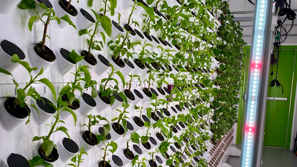 hydroponic plants