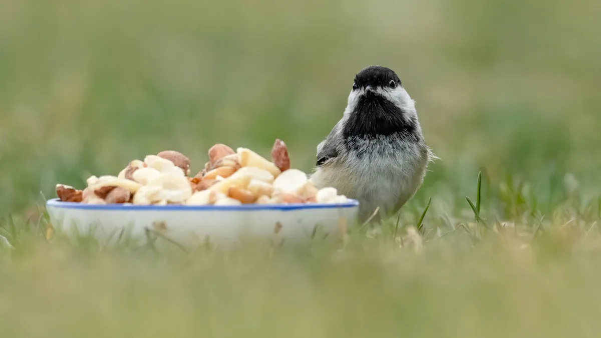 Bird Species That Eat Dried Mealworms