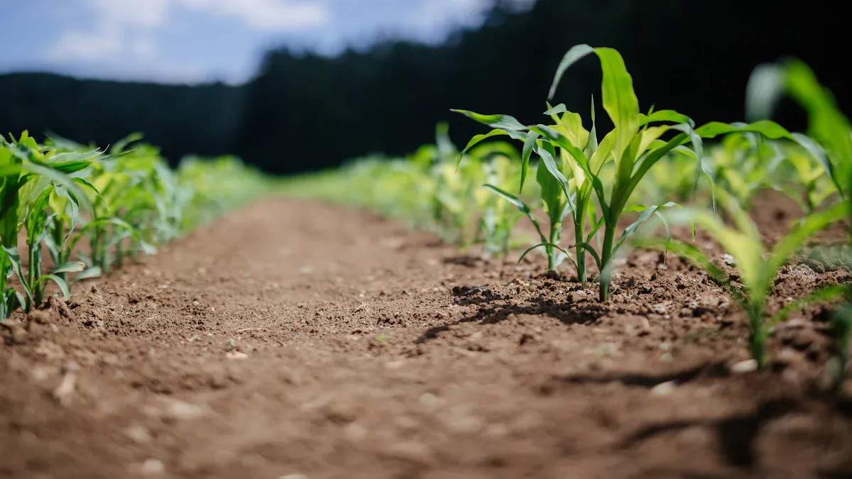 Utilize High-Quality Soil and Nutrients