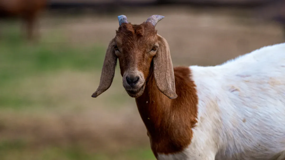 How the SDWB39 Feeder Improves Livestock Health