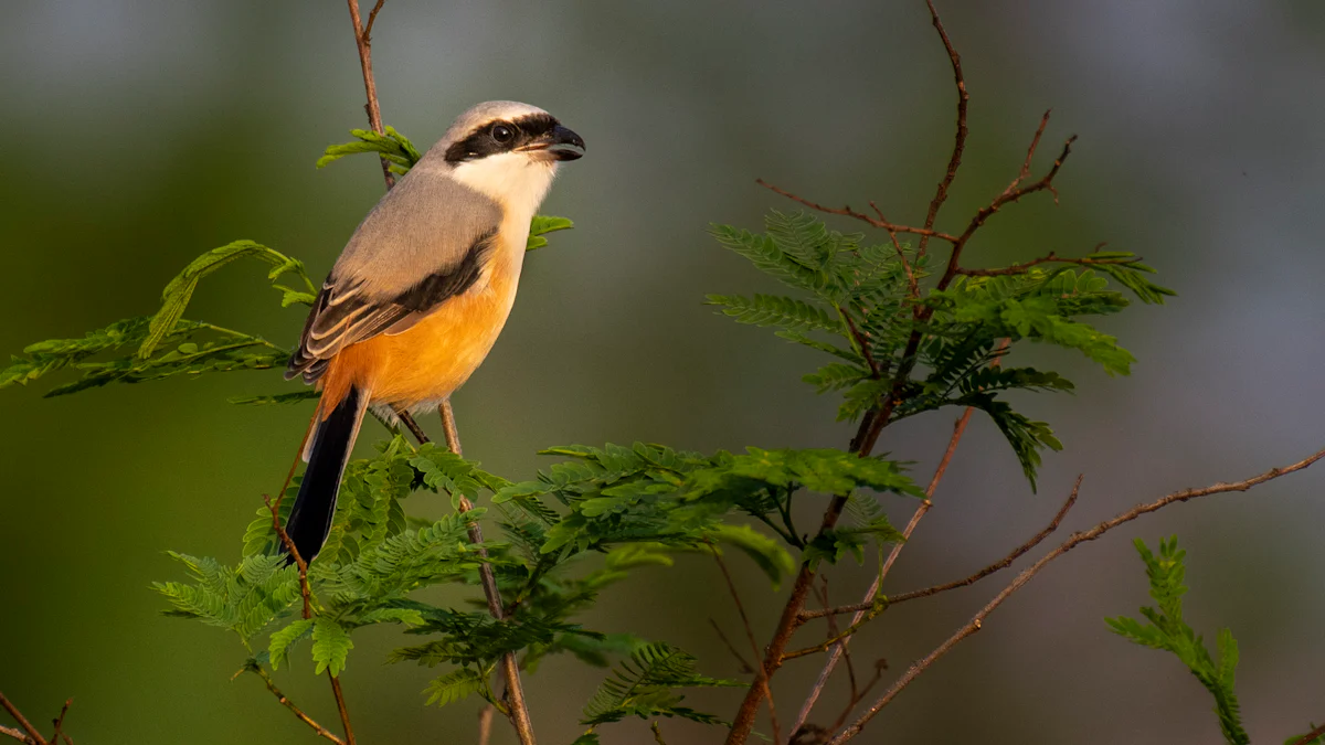 Are Mealworms Suitable for Every Bird Species