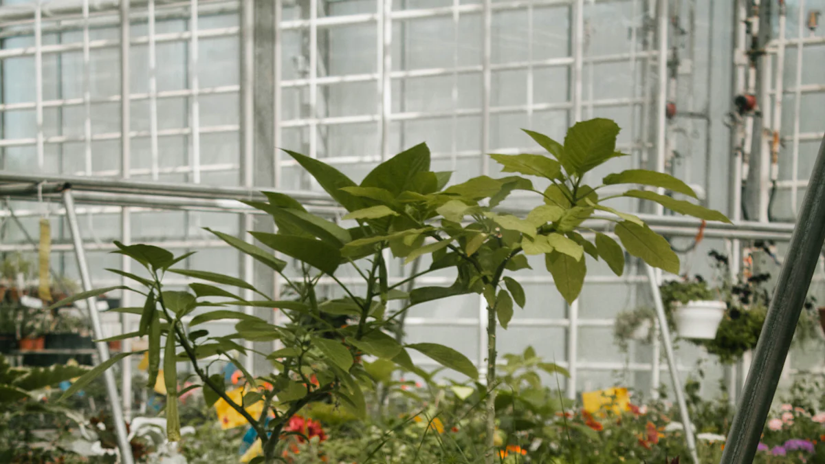 选择温室植物花盆时需要考虑哪些因素