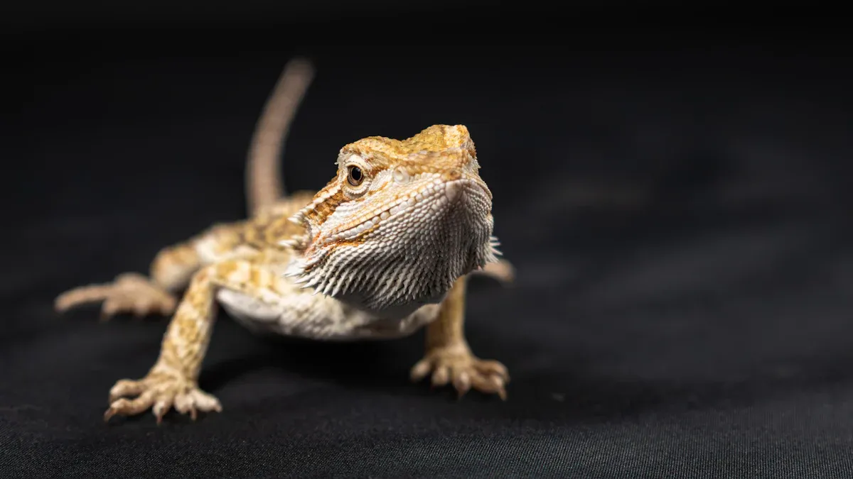 What to Know About Feeding Dried Mealworms to Bearded Dragons
