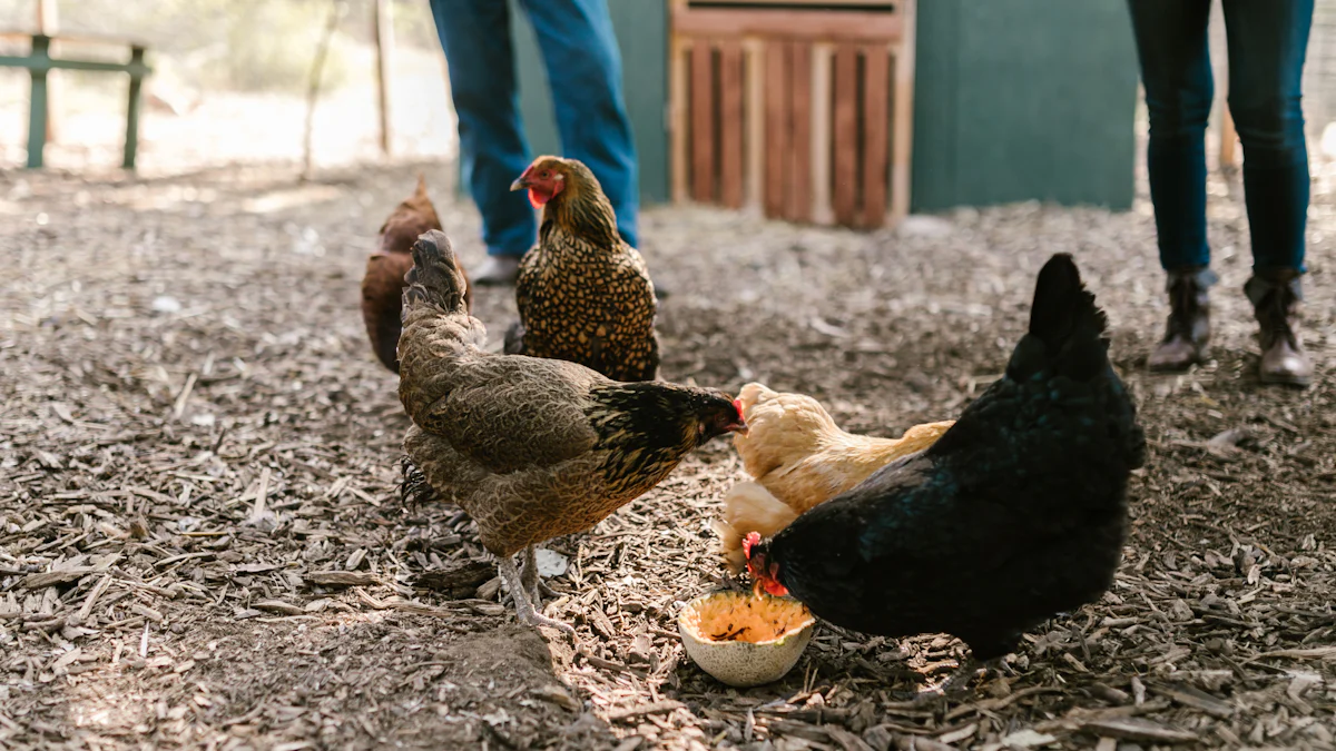 How to Feed Dried Mealworms to Your Chickens