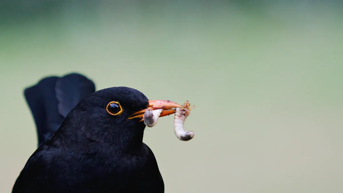Practical Tips for Using Freeze Dried Mealworms for Birds