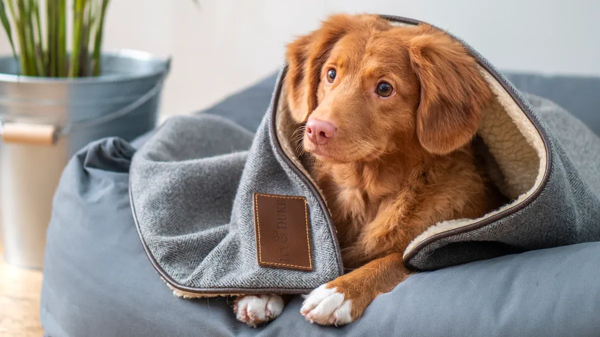 Elevated Dog Beds: A Must-Have in 2025