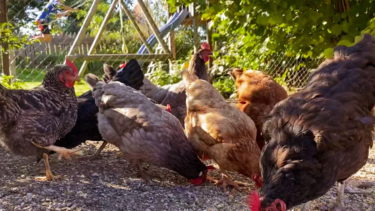 Practical Inclusion of Organic Mealworms in Feed Formulations