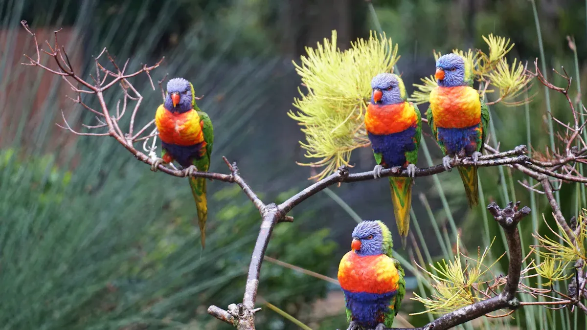 Colorful Birds Attracted by Mealworms