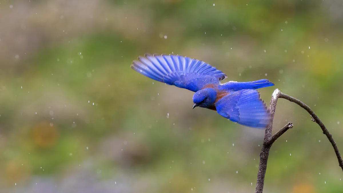 Feeding Dried Mealworms to Birds