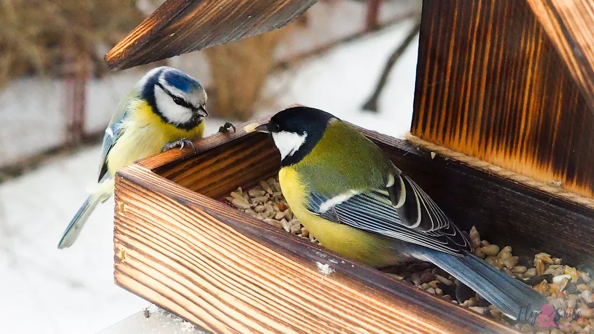 How Bulk Dried Mealworms Help Your Birds Thrive