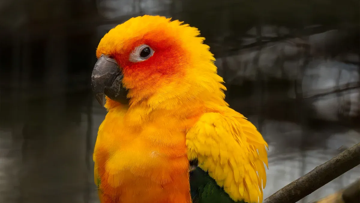 How Mealworms Protein Content Supports Parrot Muscle Development