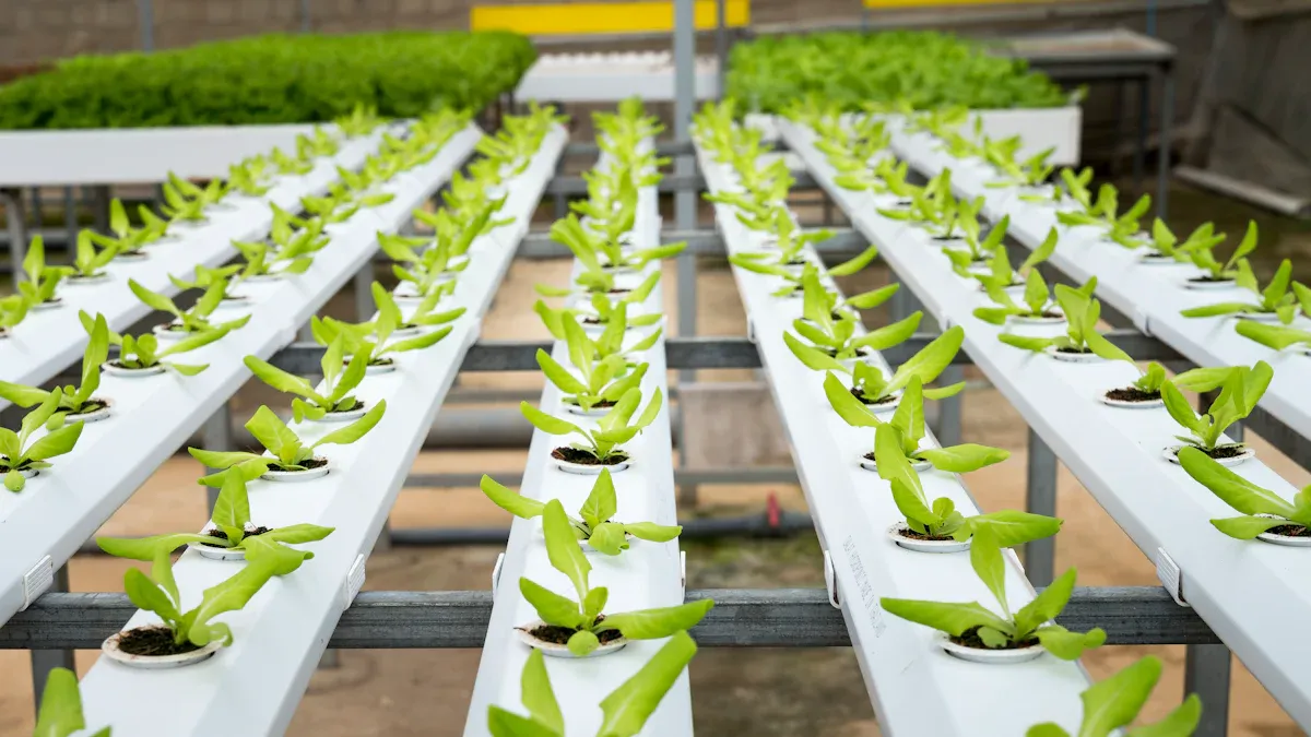 How Hydroponic Systems Function and Why They Matter