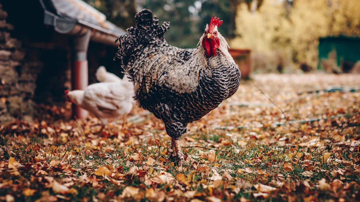 European Poultry Farms Boost Nutrition with Dried Mealworm Suppliers