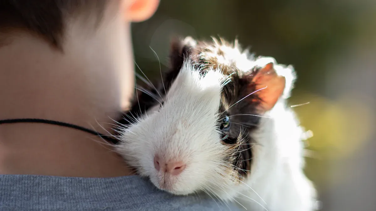Guinea Pig Social Behavior