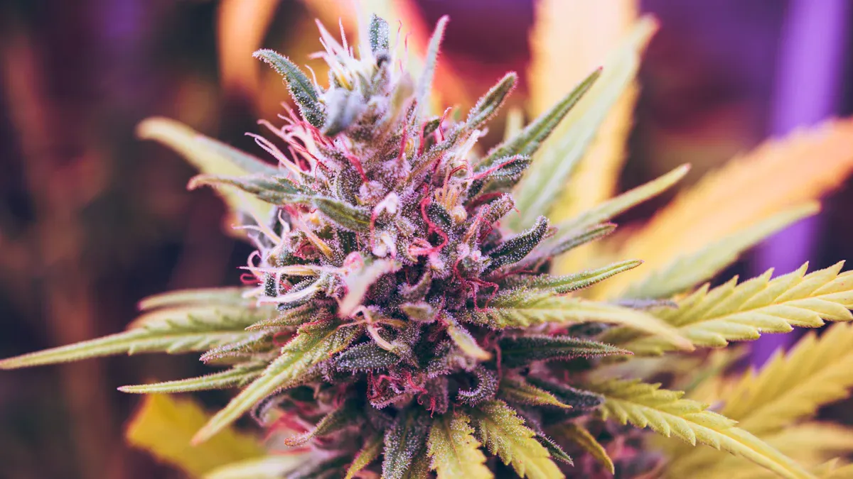 Difference Between THC and THCA
