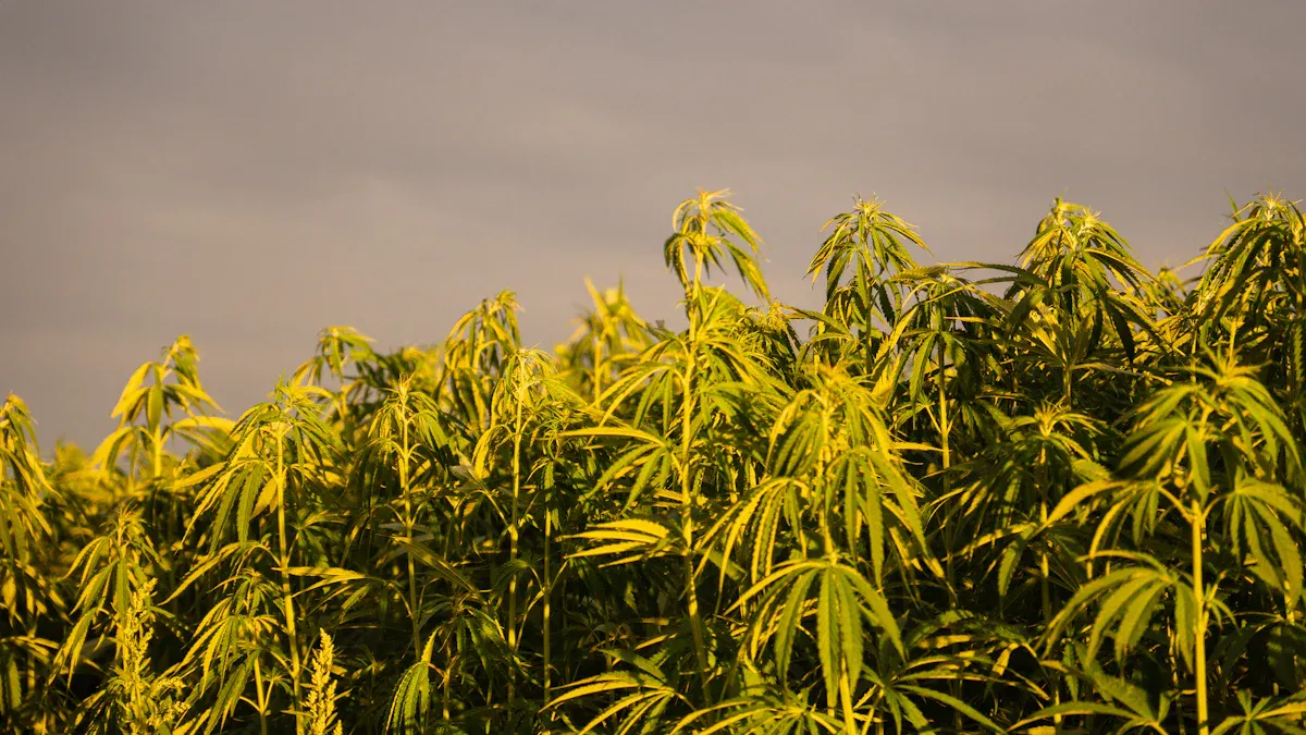 Eco-Friendly Cannabis Products: Sustainable Growing