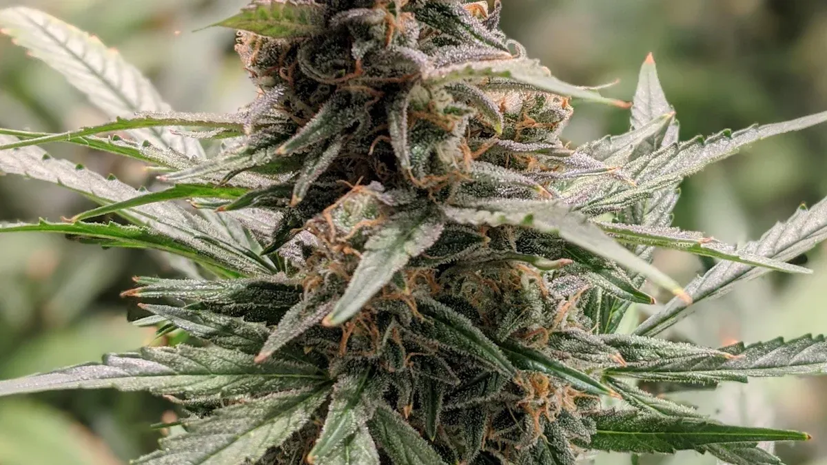 Best Sativa Flavors for Creativity