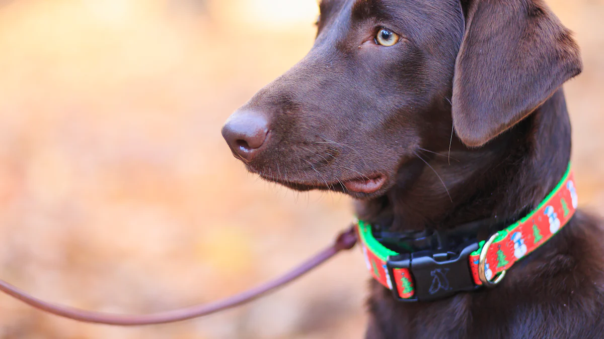 The Best Dog Collars for Safety and Style in 2025