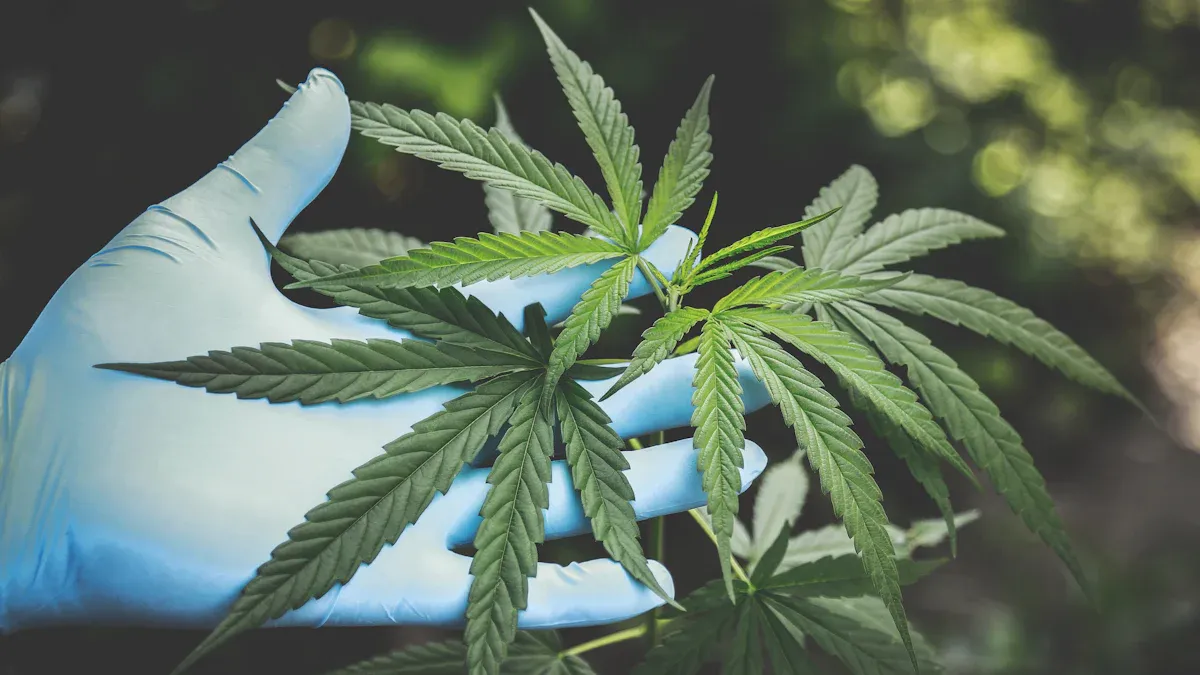 Muha Meds Ingredient Safety