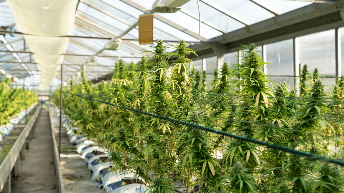 Choosing the Right Dispensary