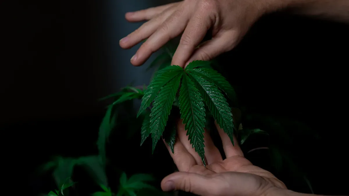 Choosing the Right Strains